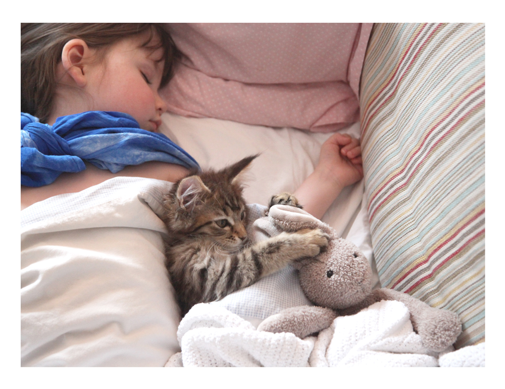 Maine Coon Kitten - Cat Thula Helps Autistic Child