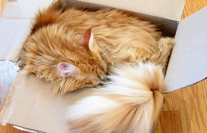 Maine coon cat - orange cat in a box