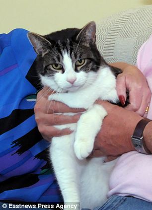 missing cat - tabby Crockett - Essesx UK - cat news story