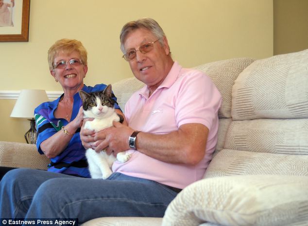 missing cat - tabby Crockett - Essesx UK - cat news story