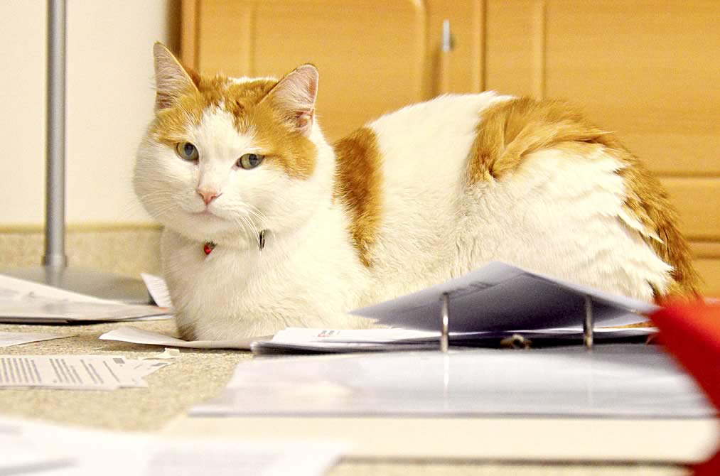 Ginger-white office cat sits on paper documents