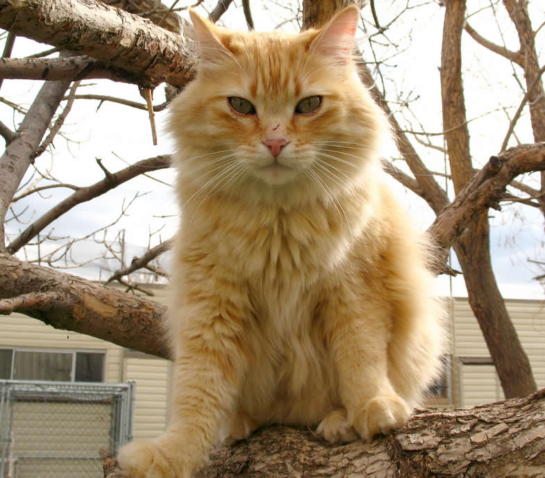 Orange cat Oscar is sitting on a tree