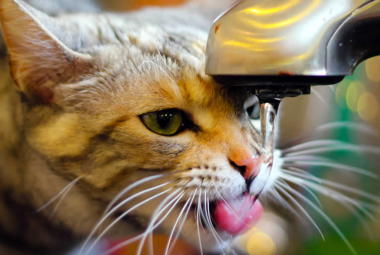 Orange cat is drinking water
