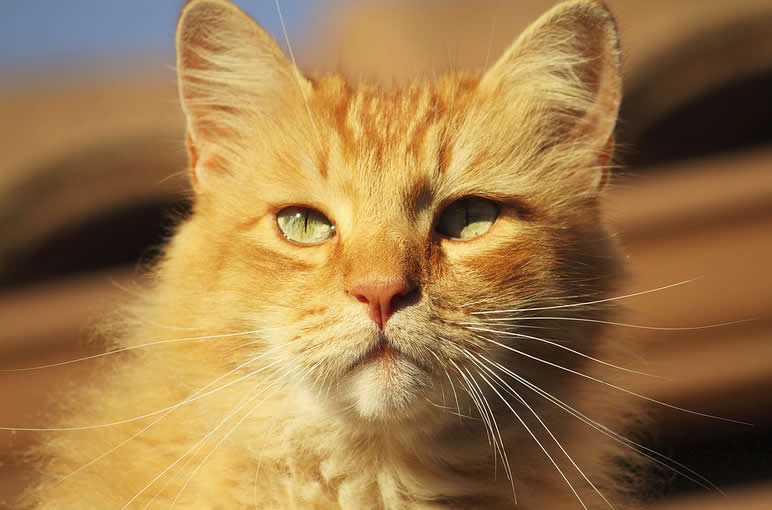 Orange Cat