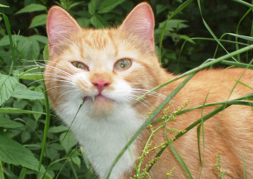 Orange (ginger) cat, eats green grass in a back yard in summer - Cat Lover's Pick - Featured in Australian National Cat Magazine "Ozzi Cat"