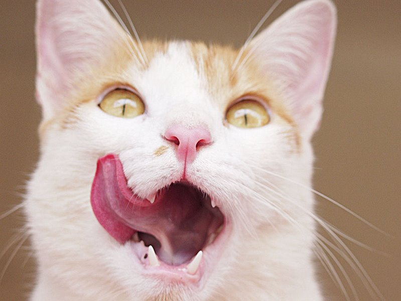 Orange Ginger Cat Eating Food - Dental Care - Senior Cat Nutrition Care