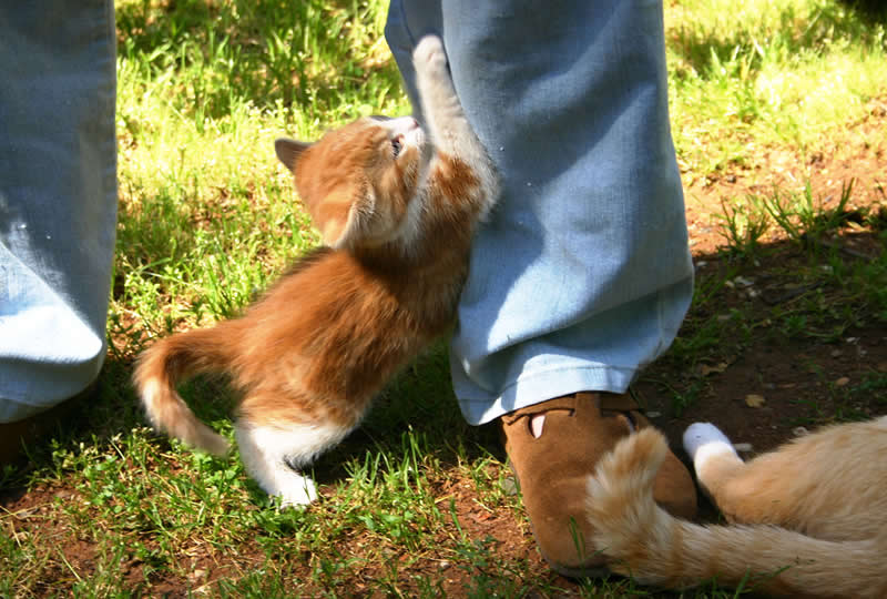 Orange kitten is scratching a leg
