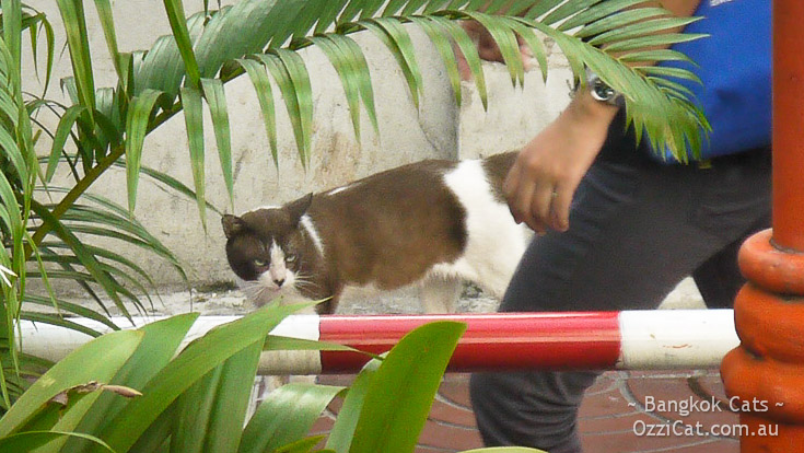 Bangkok street cat