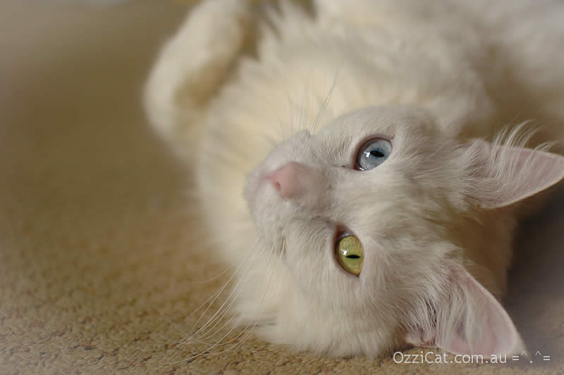 White cat Musty with different coloured eyes is laying down on a floor | Ozzi Cat - Australian National Cat Magazine