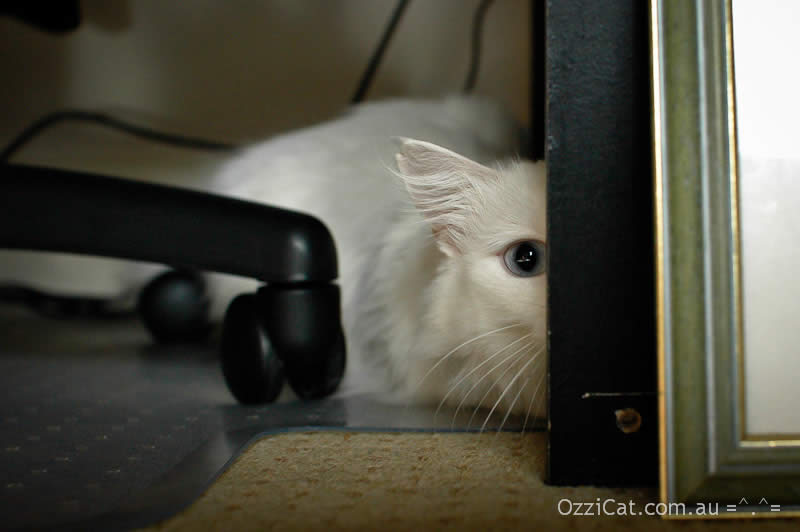 White cat Musty is looking from around his shelter place | Ozzi Cat - Australian National Cat Magazine