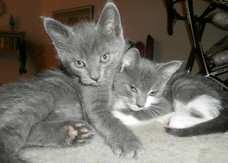 A pair of cute grey kittens together