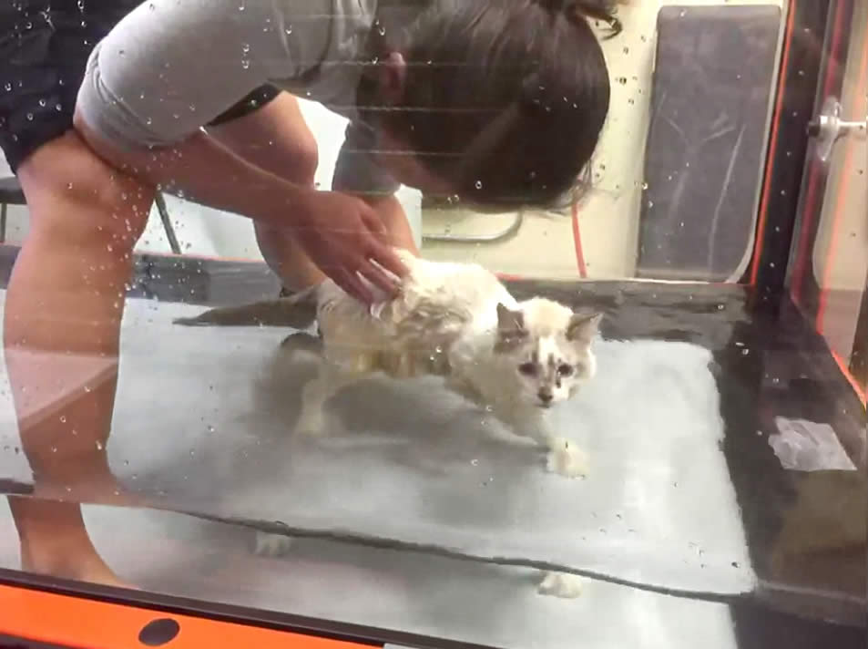 Paralysed kitten - hydrotherapy - underwater treadmill