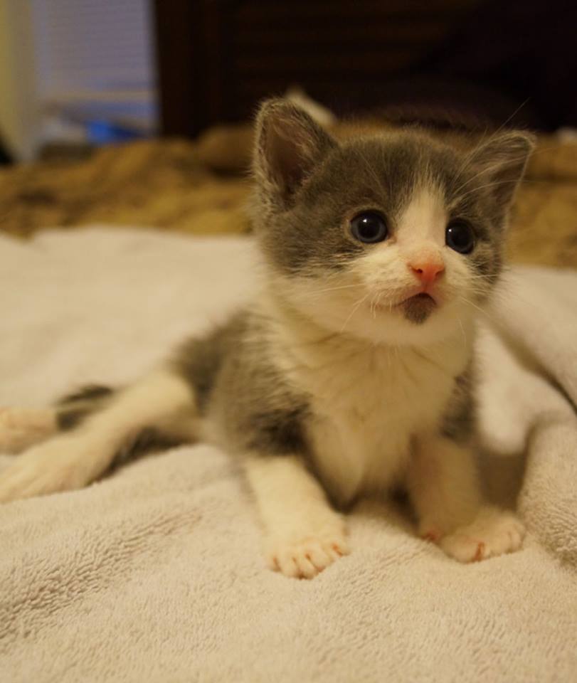 Jefferson, a special needs paralyzed kitten