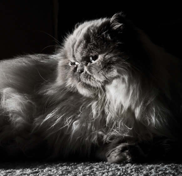 Pet photographer - HoundArt - cat Madison