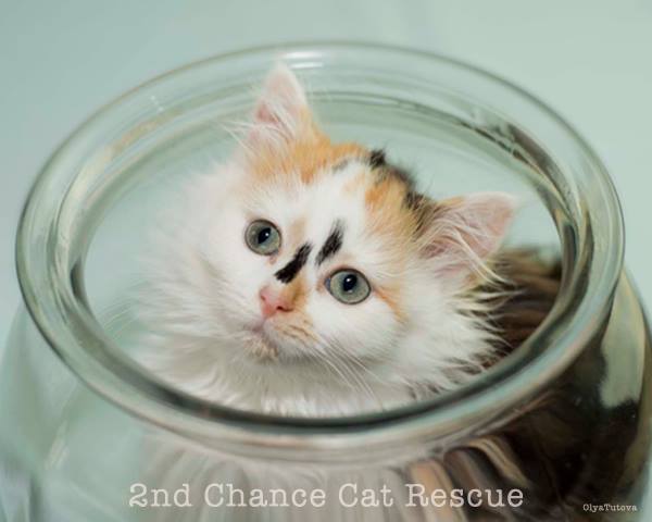 2nd Chance Cat Rescue - Cat Photography by Olya Tutova - Featured in Ozzi Cat Magazine