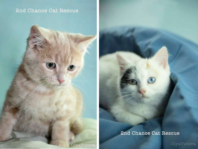 2nd Chance Cat Rescue - Cat Photography by Olya Tutova - Featured in Ozzi Cat Magazine