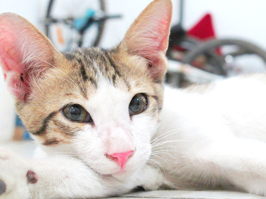 Resting Cat with Big Ears and Pink Nose 