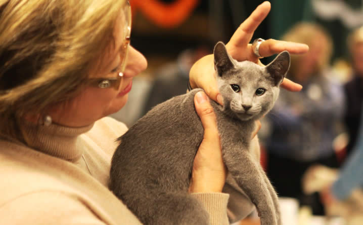 Russian blue cat breed at a cat show | Ozzi Cat - Australian National Cat Magazine