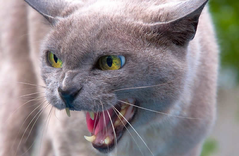 A scared agressive grey cat with yellow-green eyes