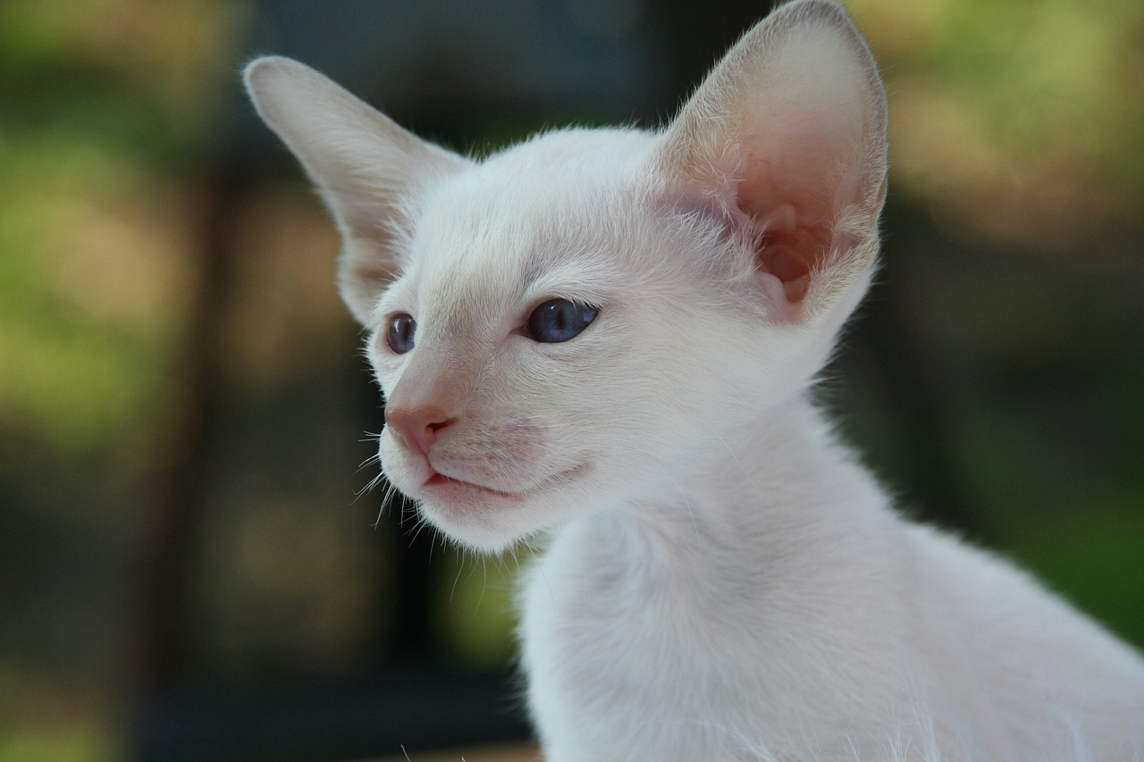 White Siamese Kitten - Cat With Big Ears