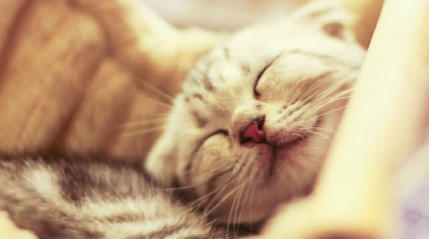 Sleeping kitten is smiling