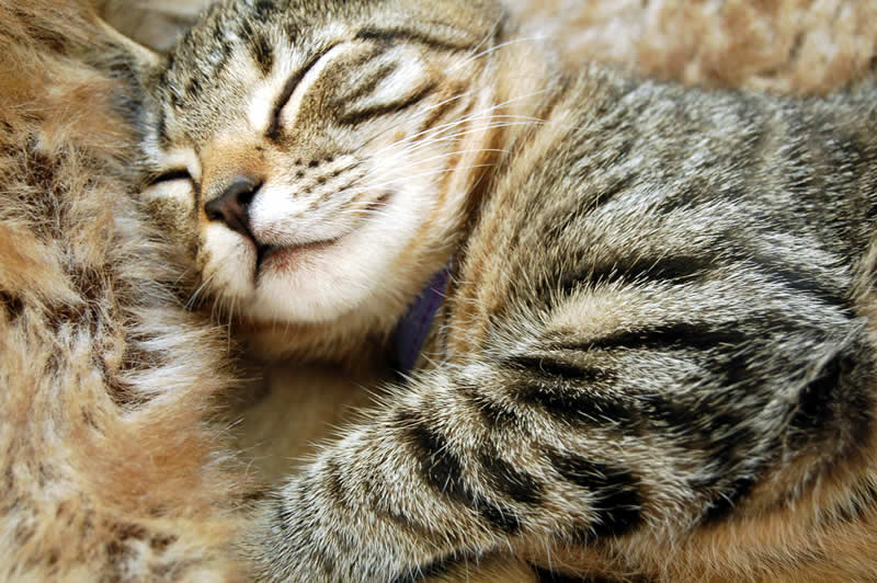 Sleeping Kitten | Australian National Cat Magazine - Ozzi Cat
