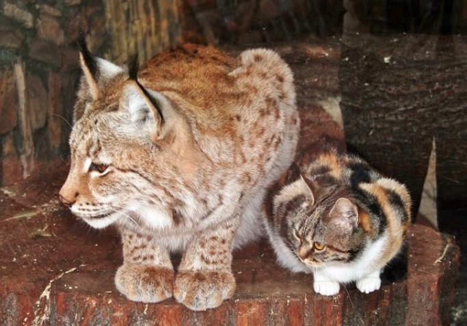 Stray calico cat and lynx in Russia's Zoo in St. Petersburg - unusual friendship between a cat and wild cat