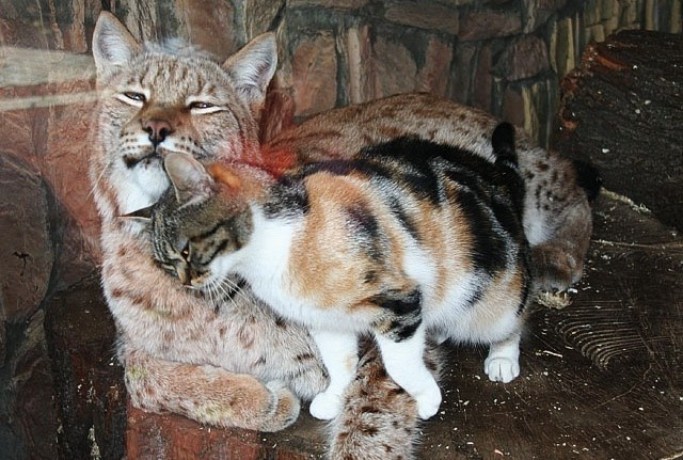 stray calico cat - Unusual Adorable video - Friendship Cat Lynx at Zoo