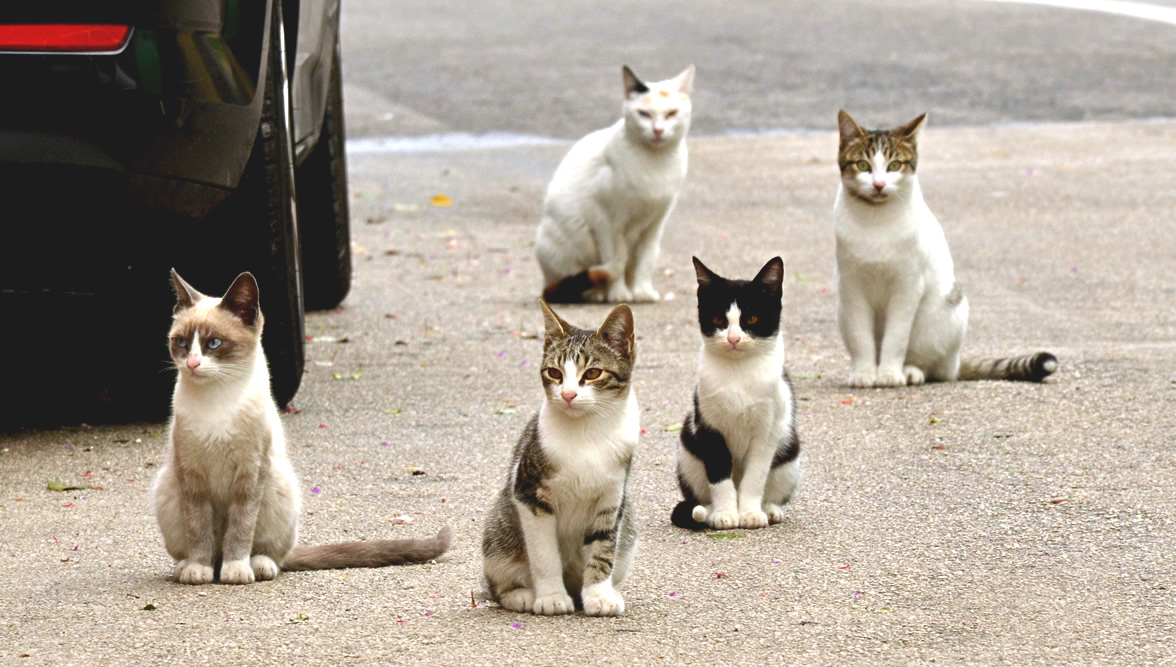 A group of street stray kittens