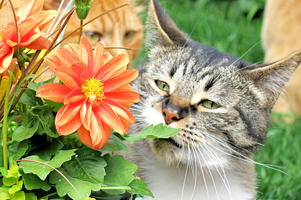 Tabby cat sniffing red flower - garden green leaves - ginger cats