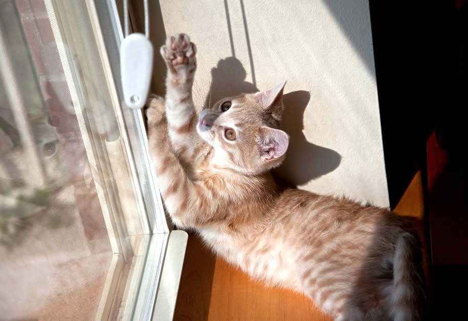 Tiny ginger kitten is playing with window blinds string