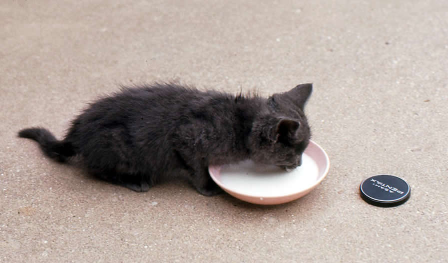 Tiny Grey Kitten Drinking Milk - Cat Lover's Pick - Featured in Australian National Cat Magazine "Ozzi Cat"