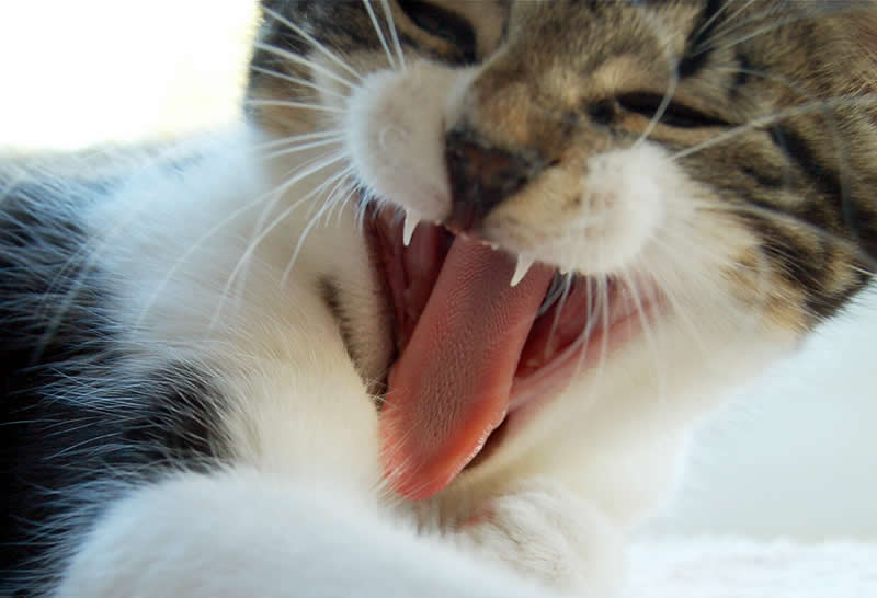 Tired or bored cat yawing showing tongue - Cat Lover's Pick - Featured in Australian National Cat Magazine Ozzi Cat