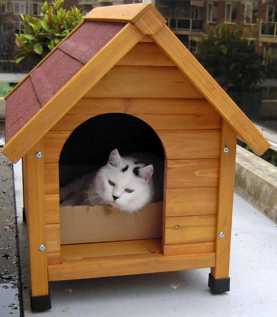 White cat  with a black nose in a dog house