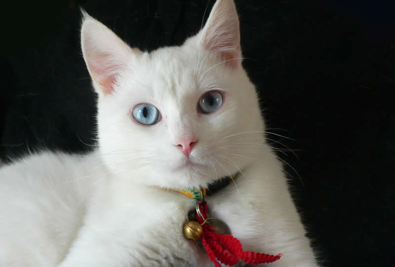 White cat with same coloured eyes