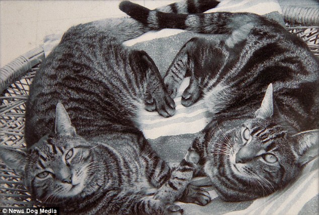 Woman Married To Her Male Tabby Cats