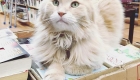 These 20 Bookstore Cats Will Make You Buy Paper Books Again