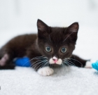 Special Needs Feral Two-Legged Kitten Cassidy Gets Wheelchair