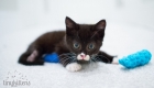 Special Needs Feral Two-Legged Kitten Cassidy Gets Wheelchair