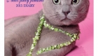 Cute Cat Calendars and Cat Diaries for 2015