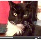 Special Cat Reunites With Owners After Missing For 2 Years [Video]
