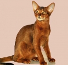 Ozzi Cat Magazine Sponsors Abyssinian Cat Club Specialist Show in Sydney
