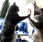 Funny Cat Video: Cats Playing Dansons La Capucine, Poom!