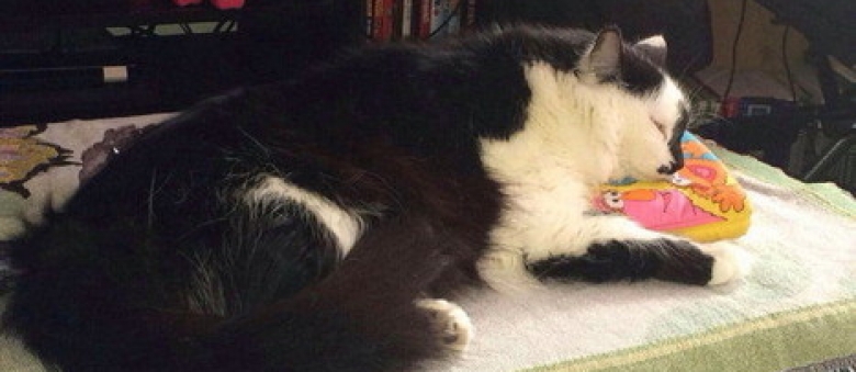 Lux, The Cat Who Was Kicked by His Owner, Put Into Shelter