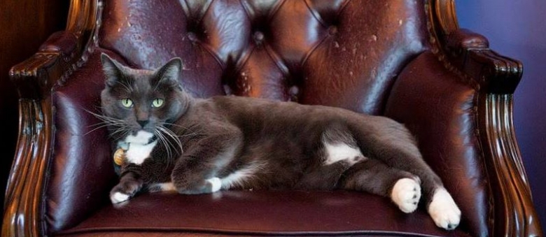 Oreo, the Cat Stolen from the Armstrong Hotel, Returned Home