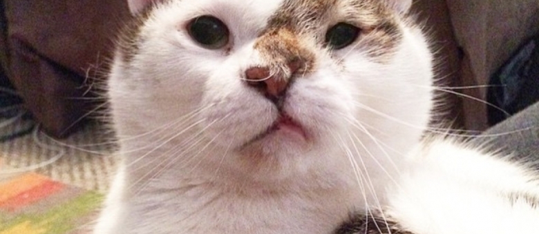Special Needs Cat With Cleft Palate Lives A Happy Life. What Is Cleft Palate?