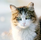 Australian Government Plans To Kill 2 Million Feral Cats. Only Feral?