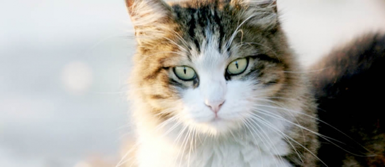 Australian Government Plans To Kill 2 Million Feral Cats. Only Feral?