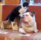 Cat Massaging a Huge Bulldog and a Tiny Kitten. How Does the Dog Feel? Watch Cat Massage