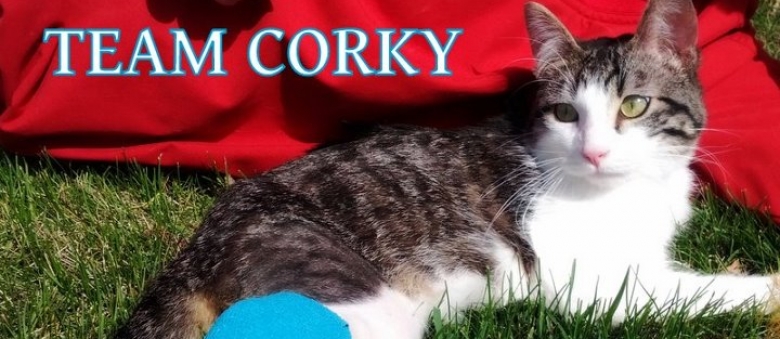 Corky the Cradle Cat with Twisted Legs